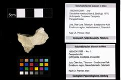 Foto (Objekt + Etiketten) von Discutiolira moesica (Muţiu & Bădăluţă, 1971) 